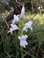 Image of Satyrium kitimboense Kraenzl.