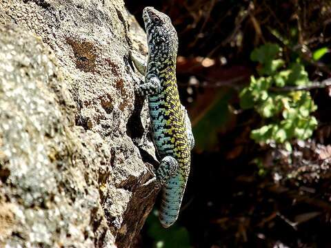 Image of Black-green Tree Iguana