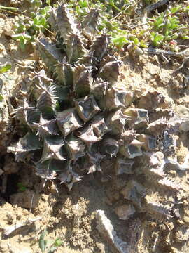 Huernia barbata subsp. barbata resmi