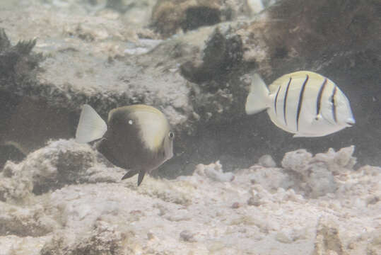 Image of Convict Surgeonfish