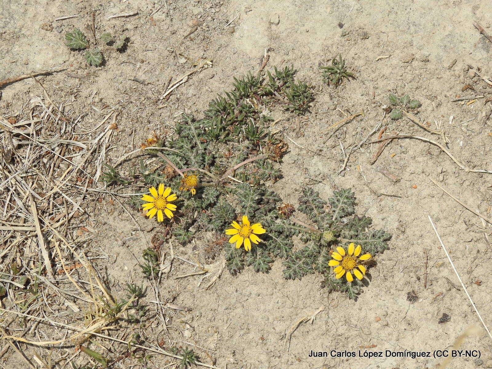 Sivun Dugesia mexicana (A. Gray) A. Gray kuva