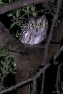 Image of Otus senegalensis senegalensis (Swainson 1837)