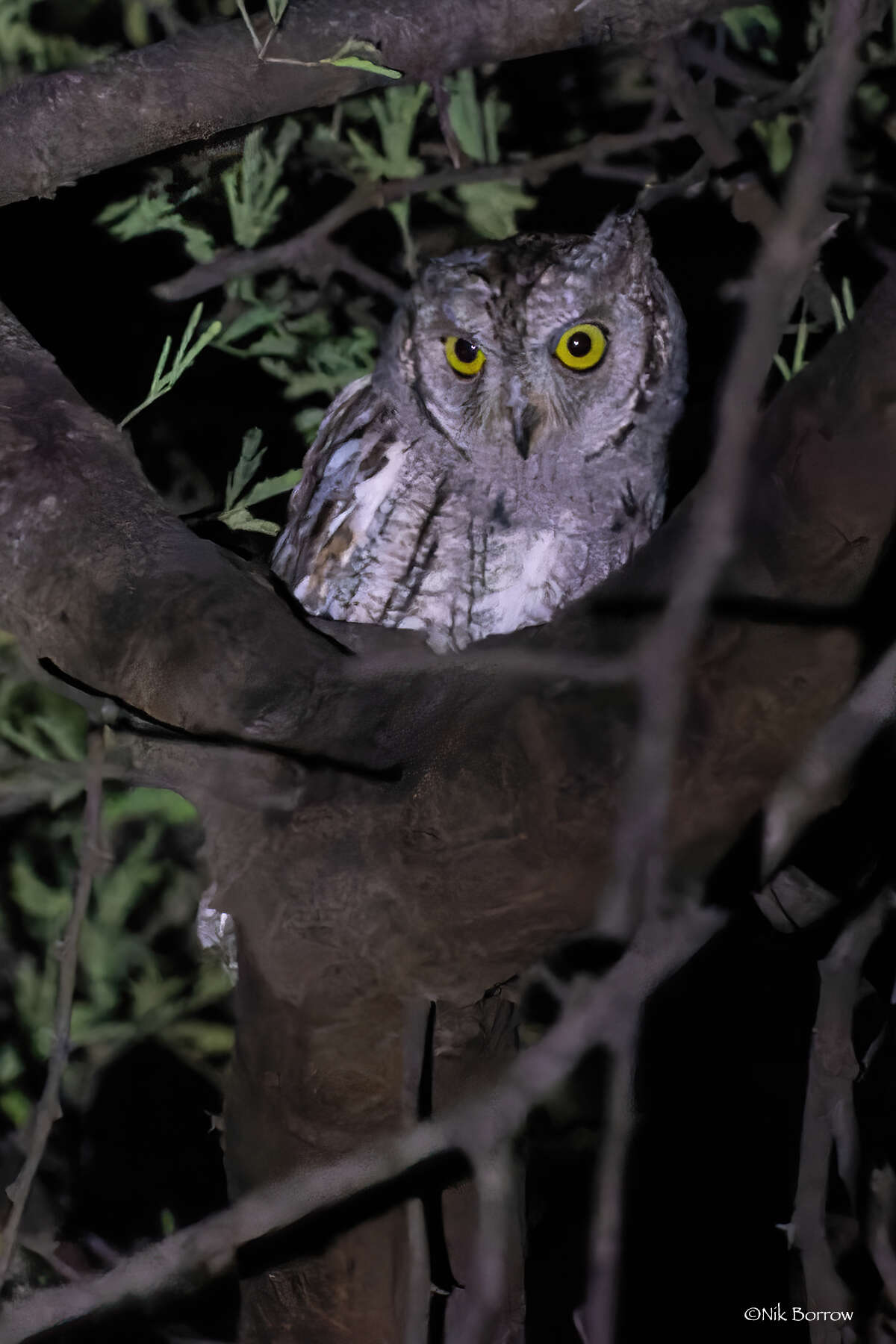 Image of Otus senegalensis senegalensis (Swainson 1837)