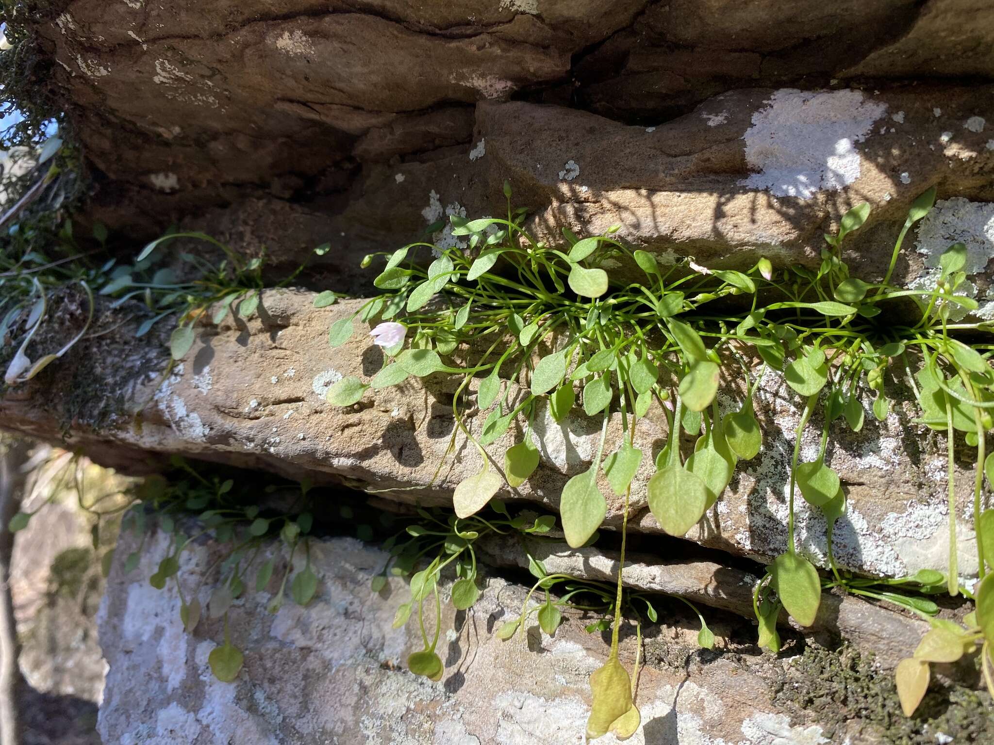 Image of Claytonia arkansana Yatsk., R. Evans & Witsell