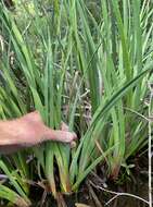 Image of Juncus polycephalus Michx.