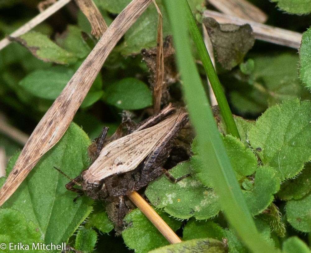 Tettigidea lateralis (Say 1824)的圖片