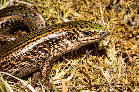 Image de Oligosoma chloronoton (Hardy 1977)