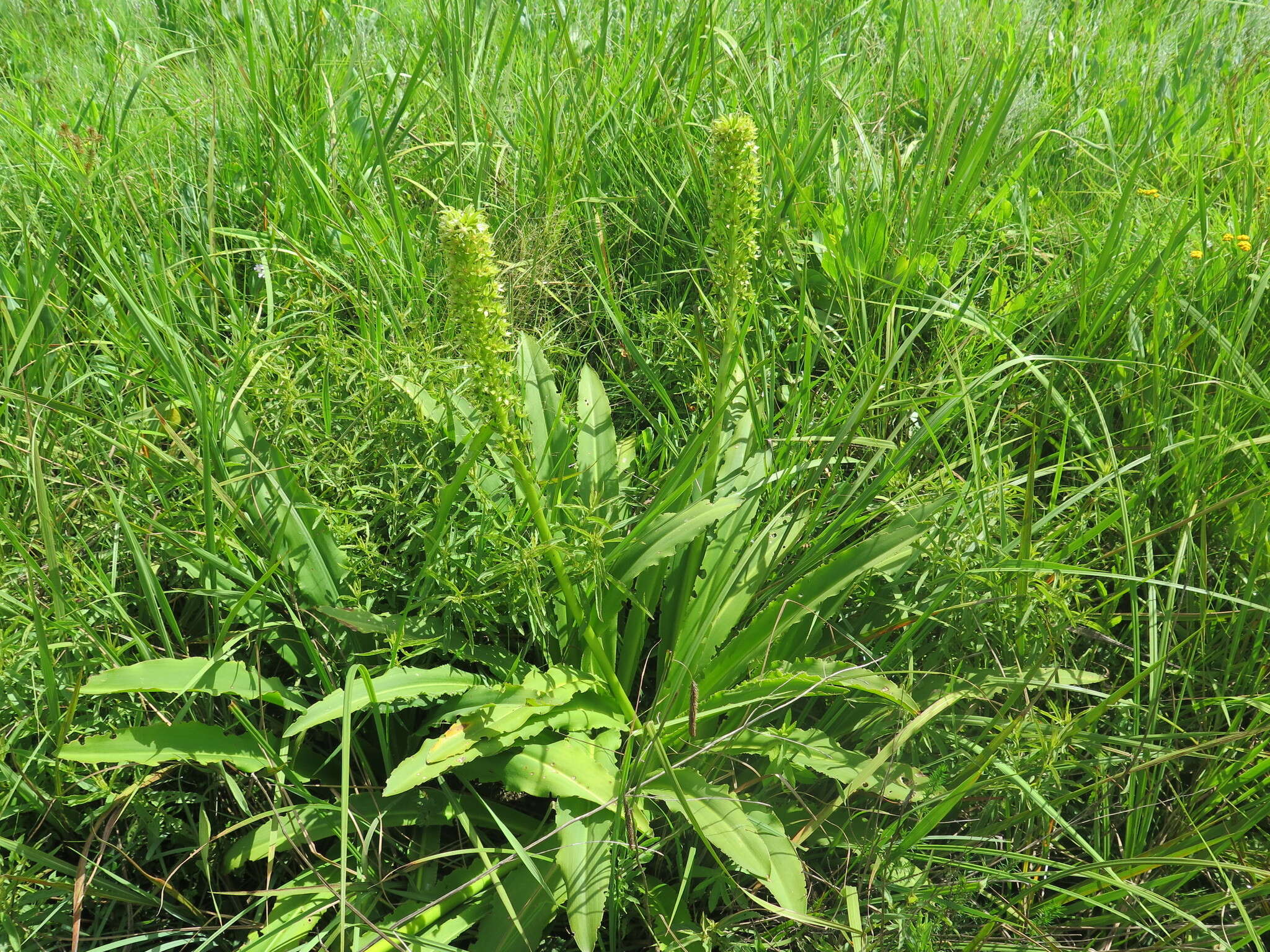 Imagem de Eucomis pallidiflora Baker