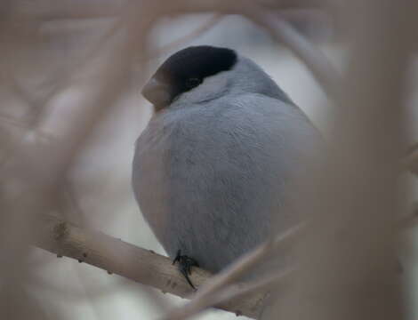 Image of Baikal Bullfinch