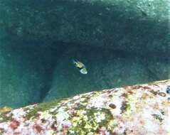 Image of Reef triggerfish