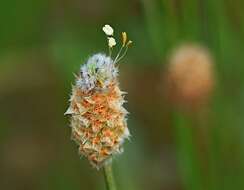 Plancia ëd Plantago lagopus L.