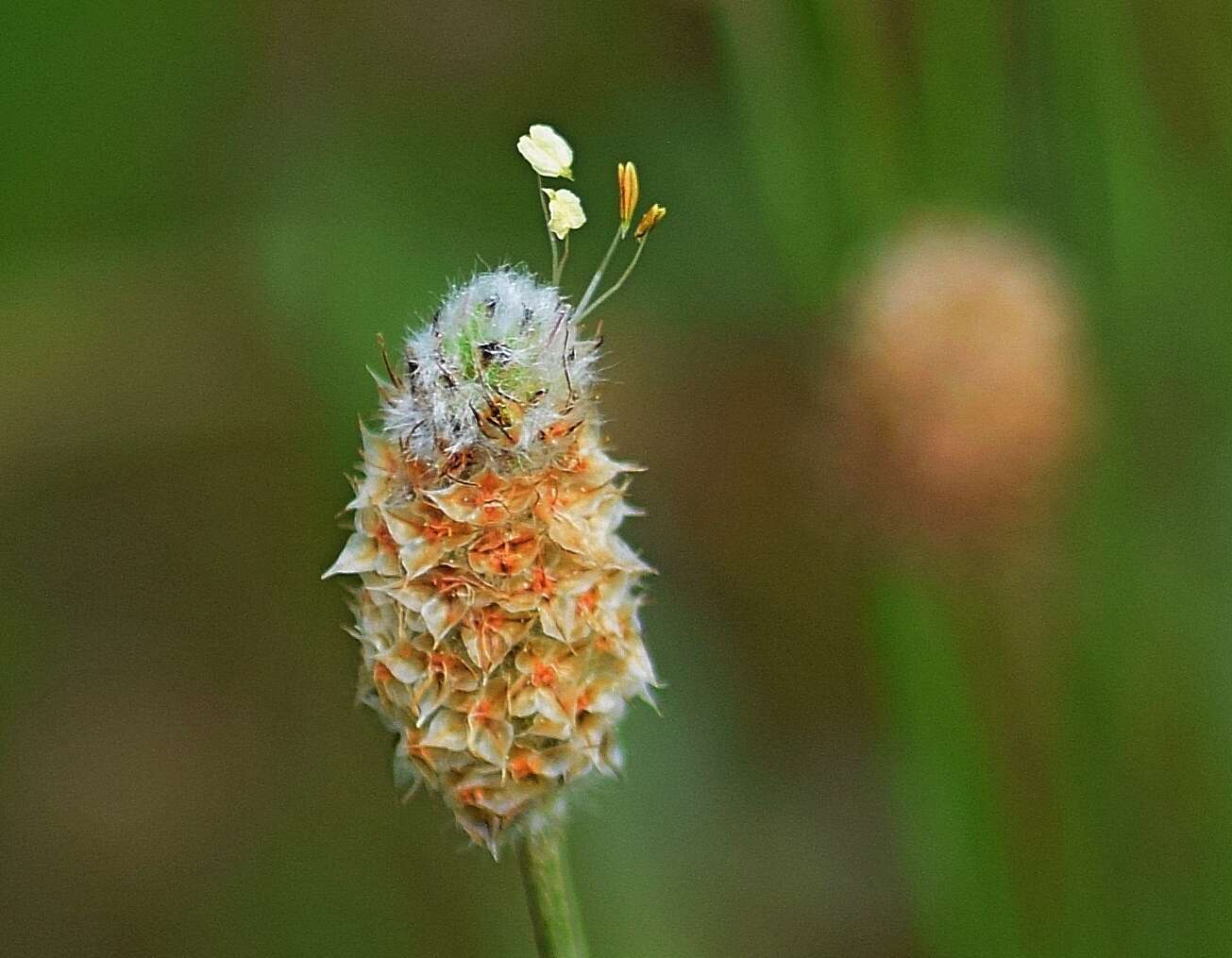 Plancia ëd Plantago lagopus L.