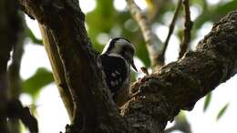 Image of Grey-capped Pygmy Woodpecker