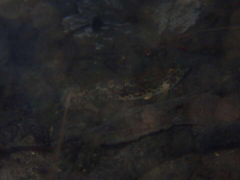 Image of Cherokee Darter