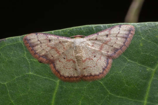 Image of Idaea craspedota Prout 1934