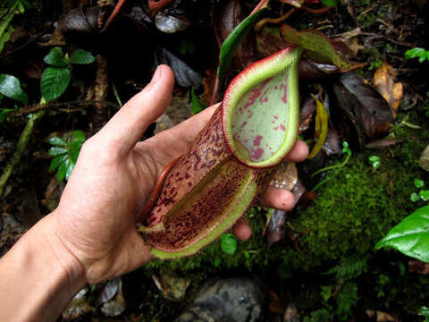 Image of Nepenthes gymnamphora Nees