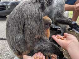 Слика од Trachypithecus selangorensis Roos, Nadler & Walter 2008