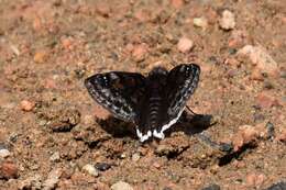 Image of Erynnis pacuvius Lintner 1878