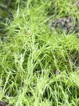 Image of campylopus moss