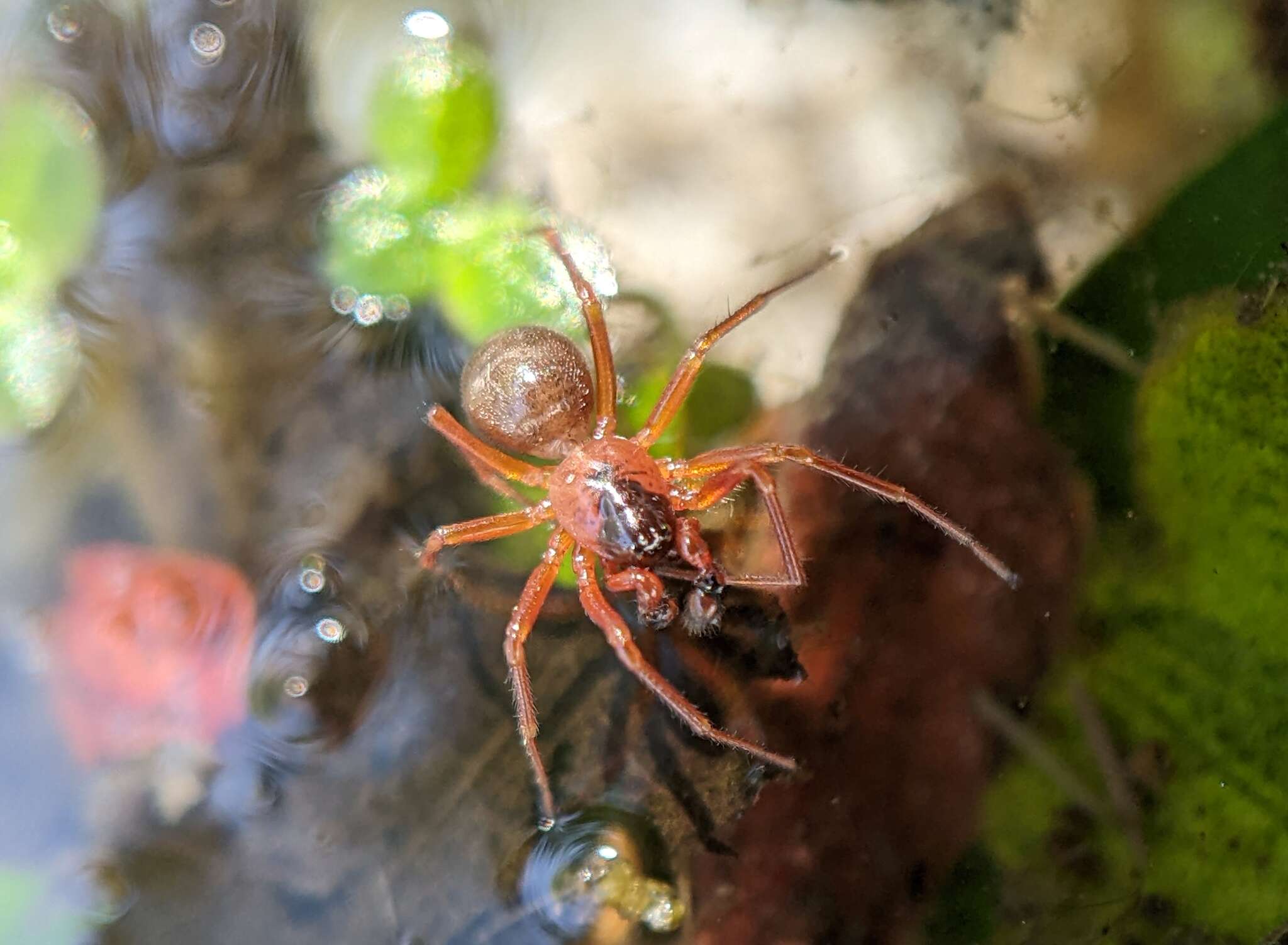 Image of Gongylidium rufipes (Linnaeus 1758)