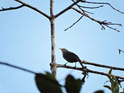 Image of Thrush-like Wren