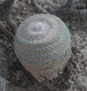 Image of Epithelantha greggii subsp. potosina