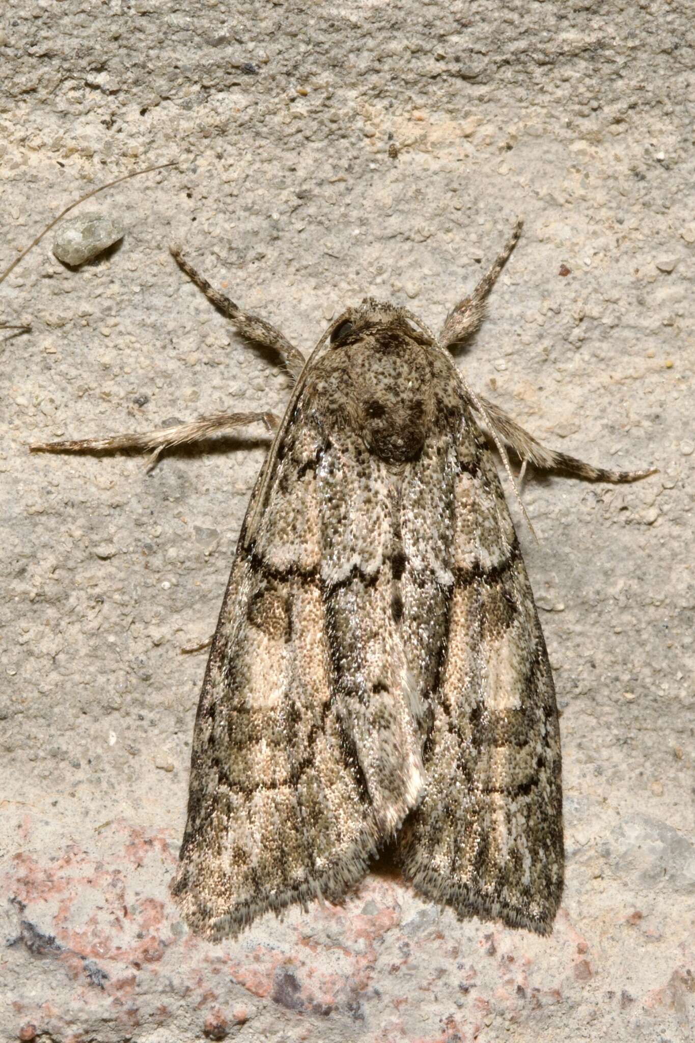 Image of Cryphia (Cryphia) fraudatricula (Hübner)