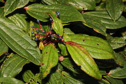 Image of Viburnum davidii Franch.