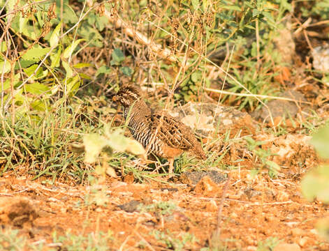 Image of Jungle Bush Quail