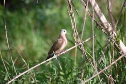 Image of Blue-spotted Dove