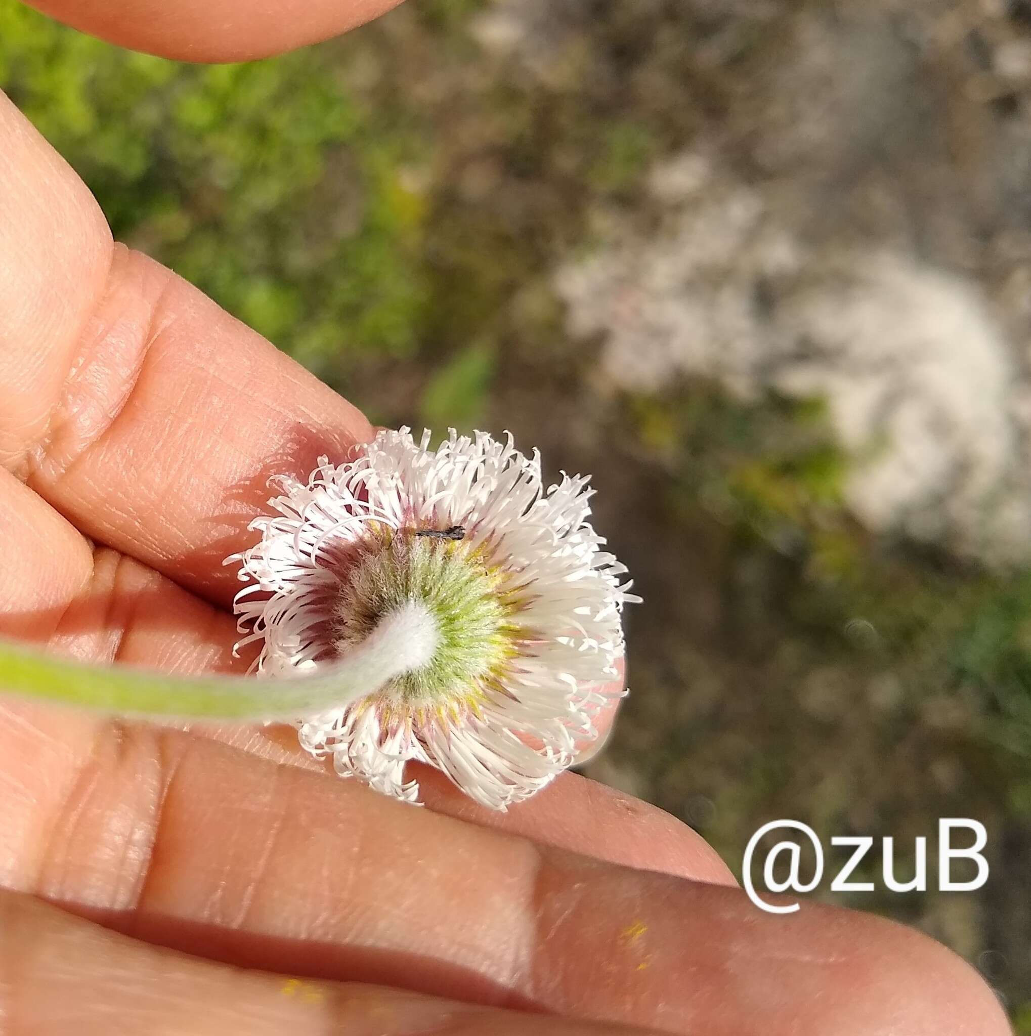 Image of Erigeron longipes DC.