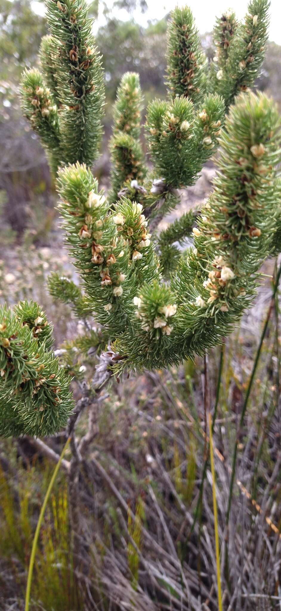 Imagem de Aspalathus incurvifolia Walp.