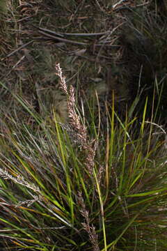 Image of Lepidosperma oldfieldii Hook. fil.