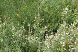 Image of Linaria nivea Boiss. & Reuter