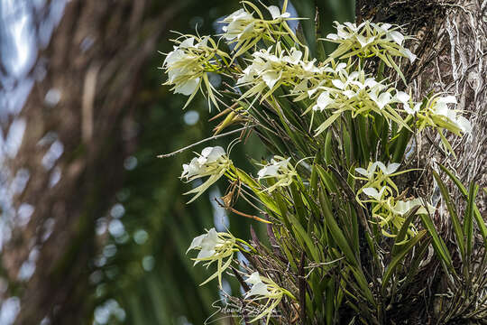 Image of lady of the night orchid