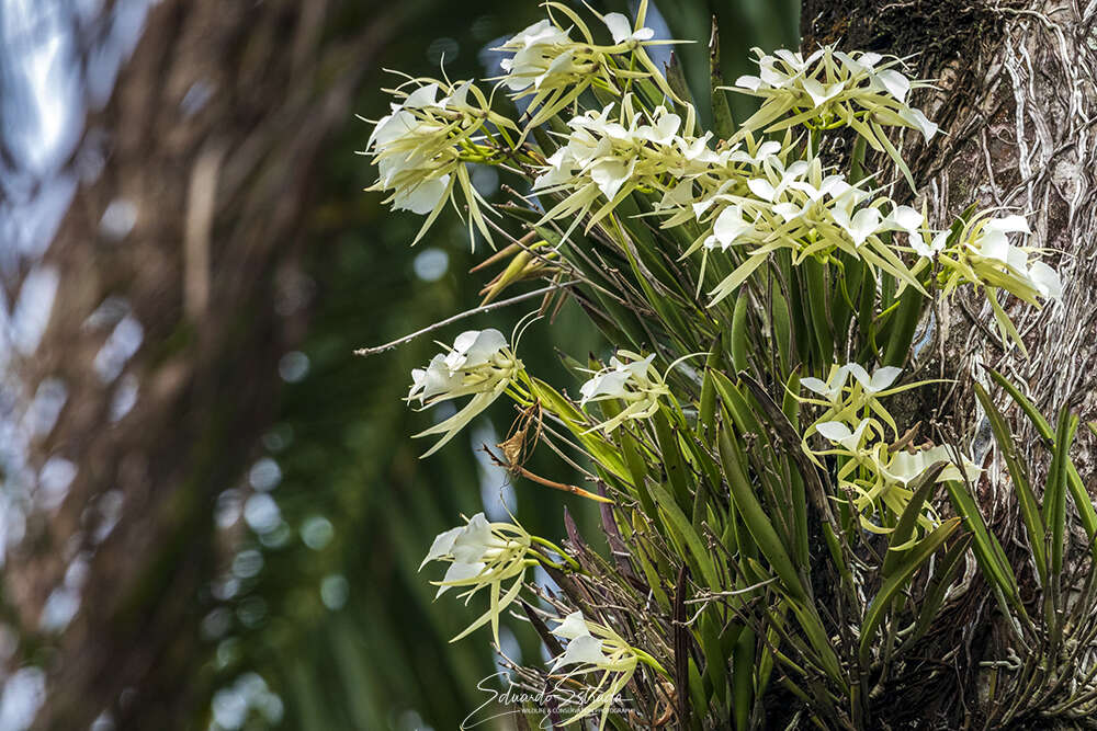 Imagem de Brassavola nodosa (L.) Lindl.