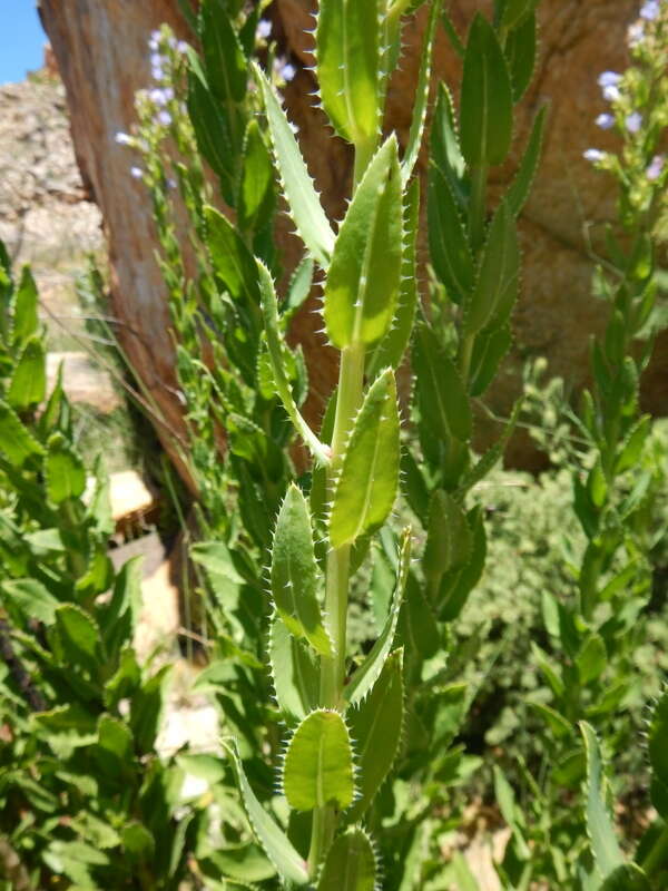 Lobostemon laevigatus (L.) Buek resmi