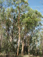 Angophora leiocarpa (L. Johnson ex G. Leach) K. R. Thiele & P. Y. Ladiges的圖片