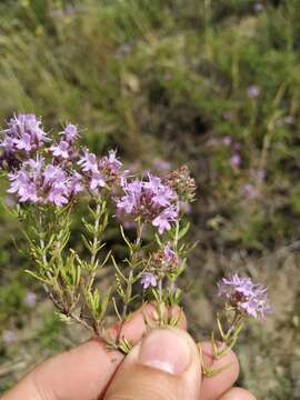 Image of Thymus pallasianus Heinr. Braun