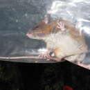 Image of Boquete Rice Rat