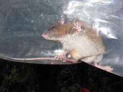 Image of Boquete Rice Rat