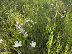 Image of Cape buttercup