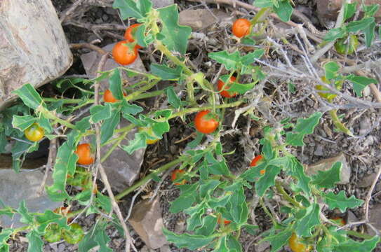 Image of Solanum tomentosum L.