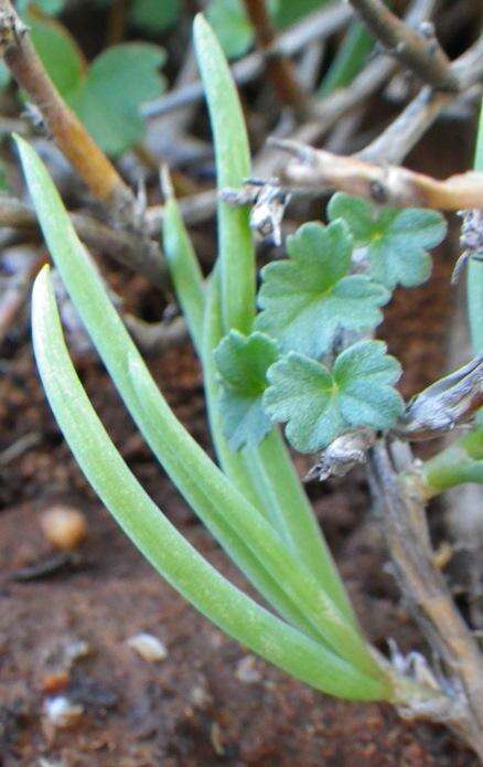 Слика од Trachyandra aridimontana J. C. Manning