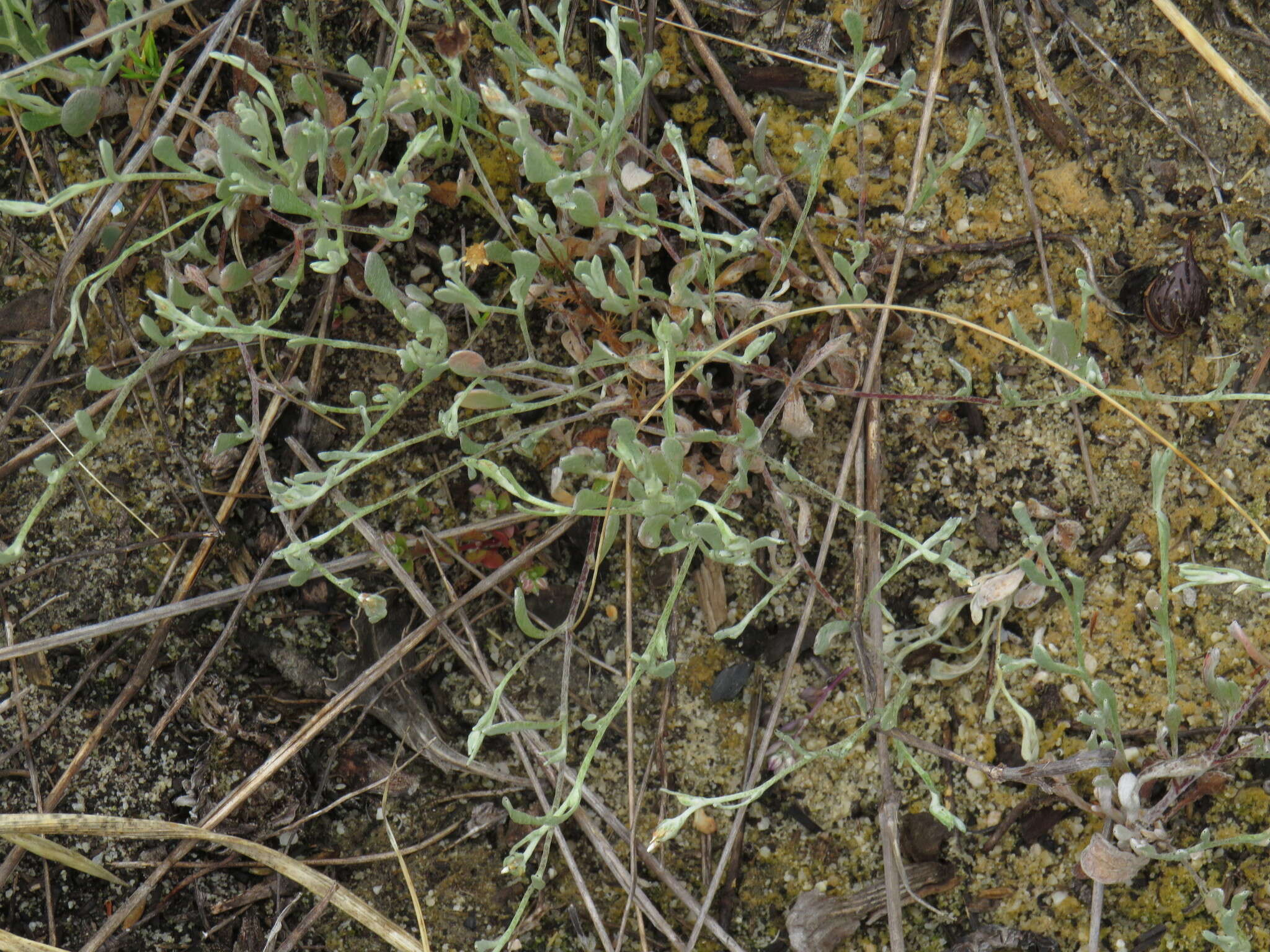 Sivun Helichrysum indicum (L.) Grierson kuva