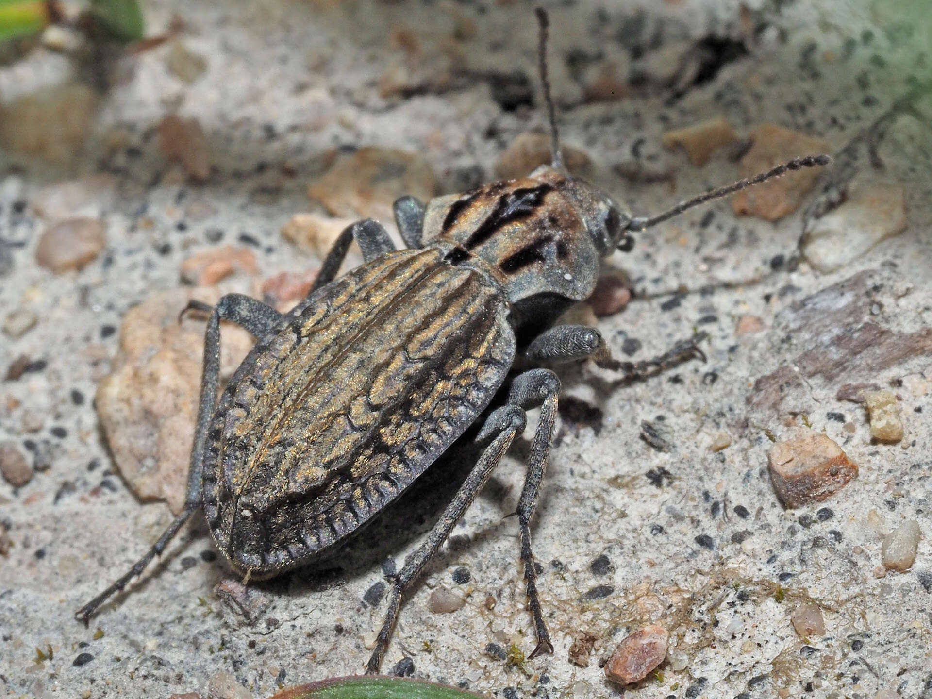 Image of Trachynotus reticulatus (De Geer 1778)