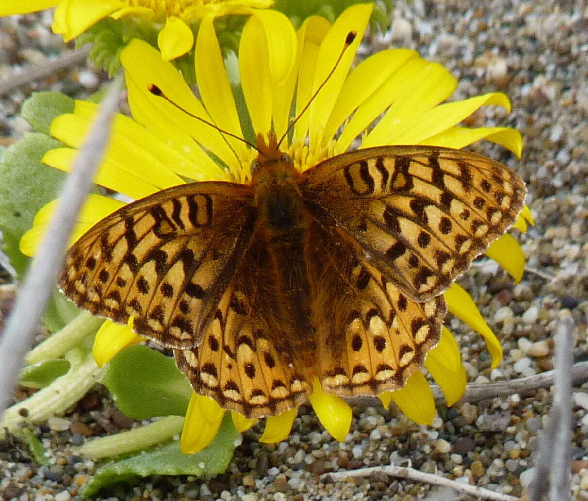 Image of <i>Speyeria zerene puntareyes</i>