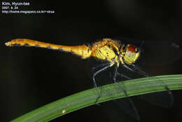 Image of Sympetrum parvulum (Bartenev 1912)