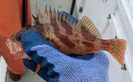 Image of Calico rockfish