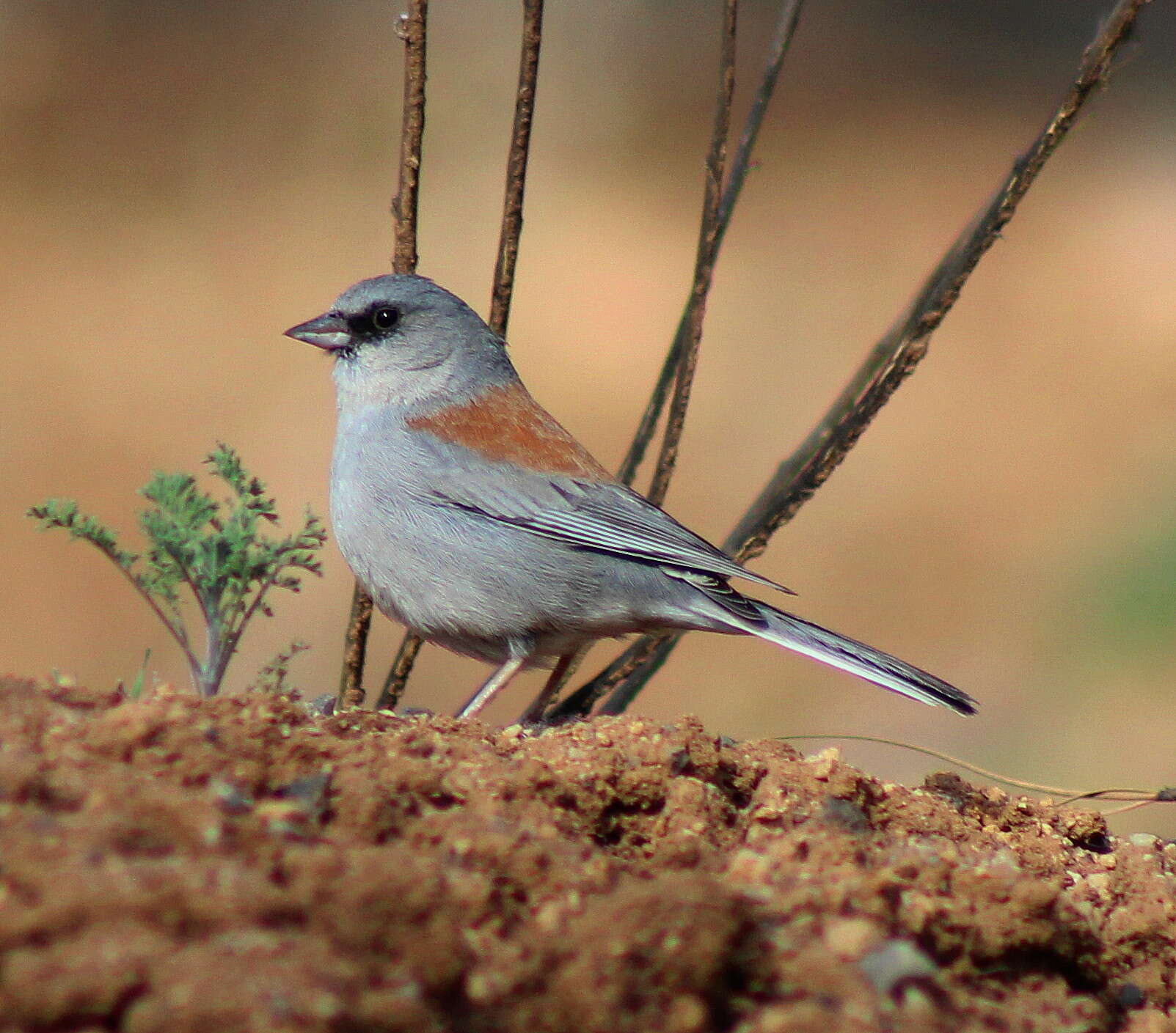 Image of Junco hyemalis dorsalis Henry 1858